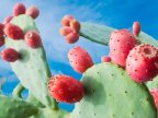 FAO believes cactus to be a valuable food, forage and water source during droughts 