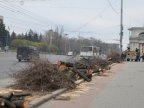 Be careful driver! Felling trees on capital street ceasing traffic 