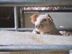 Outbreaks of swine fever triggers quarantine in Moldova and tightening controls at Moldo-Romania border