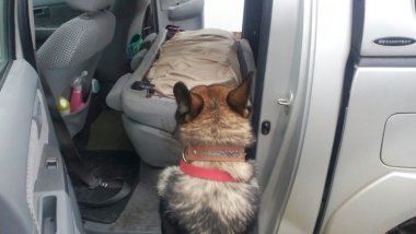 Smuggling attempt stopped by K9 of Sculeni custom post