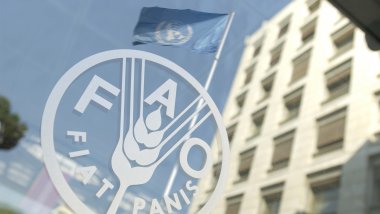 FAO: Global Food Prices lower as production reaches new highs 