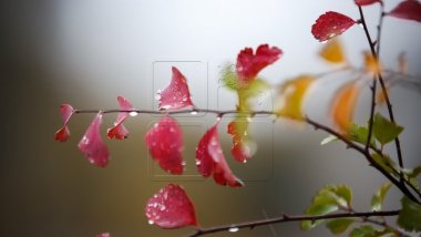 Weather Forecast for coming days in Moldova 