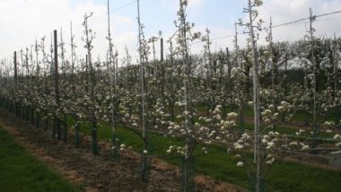 Better loans conditions within Livada Moldovei project