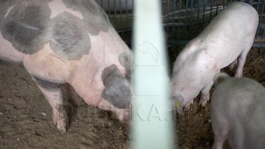 African swine fever affected Palanca village 