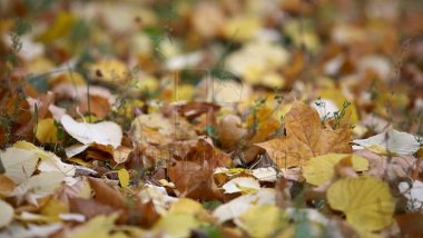 Municipal services work hard to clean parks of leaves