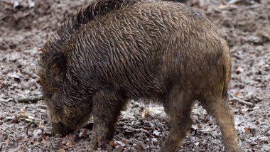 African swine fever in Cimişlia, Cahul and Orhei. ANSA started control measures 