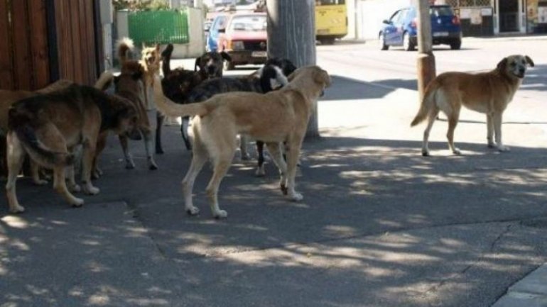 New law for stray animal control to be dawn up by December 1