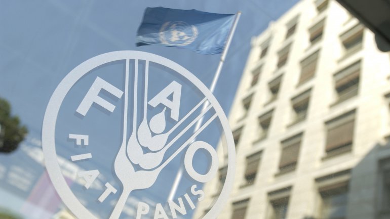 FAO: Global Food Prices lower as production reaches new highs 