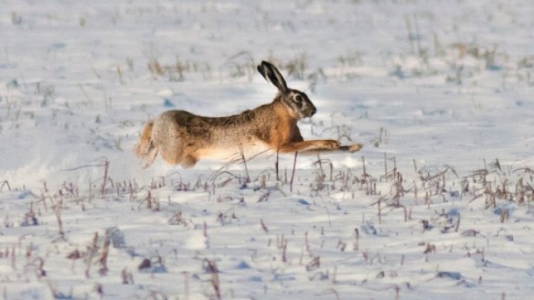 Over 30 hunters started rabbit hunting on Bacioi plains 