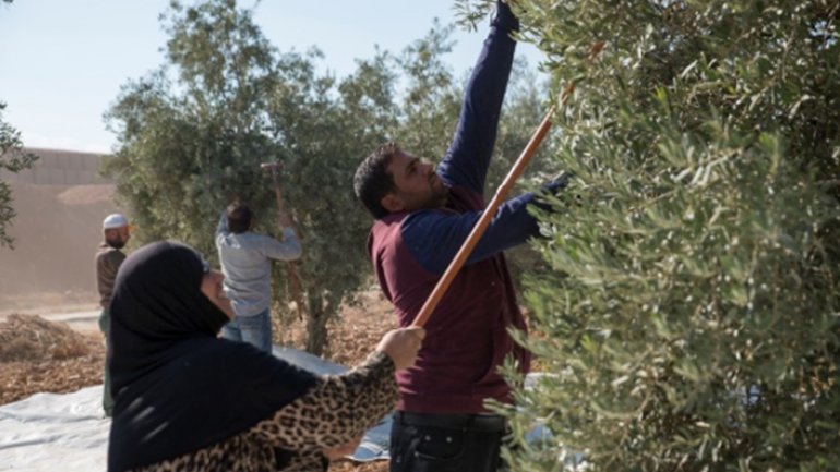 New doors opened for Syrian refugees in Turkey. FAO and UNHCR offers agricultural skills training and job fairs