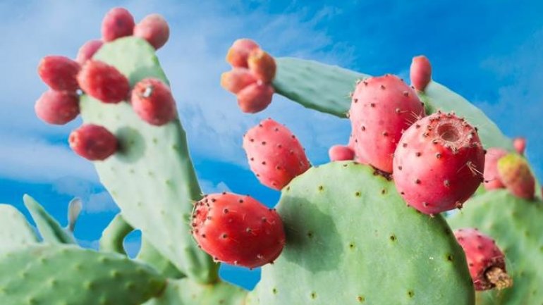 FAO believes cactus to be a valuable food, forage and water source during droughts 