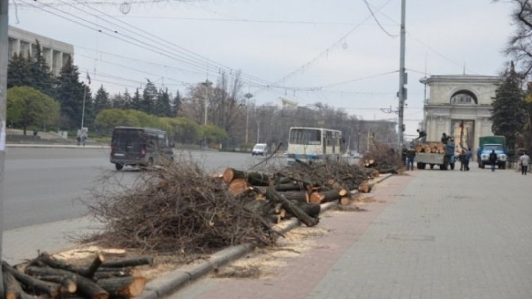 Be careful driver! Felling trees on capital street ceasing traffic 