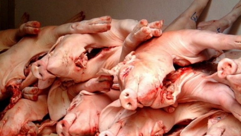 Over 7,5 tones of pork detained at Moldo-Ukranian border