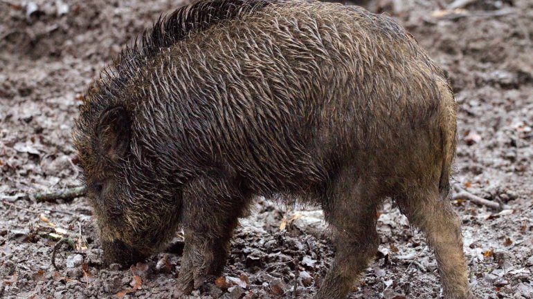 African swine fever in Cimişlia, Cahul and Orhei. ANSA started control measures 