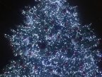 Christmas tree brightened up with lights at capital center (video)