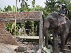 Indian police uses elephants to demolish dwellings trespassing their natural habitat