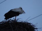 Unusual sight for December. Heron decided to remain in Cimişlia for winter