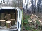 Man from Grătieşti caught cutting down a tree from a park in Capital