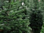 People rushing to purchase fir trees, as Christmas draws near