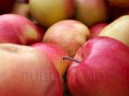 Russia forbid around 20 tons of Moldovan apples owning to moths, larvae 