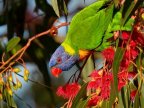 Drunk rainbow lorikeets are having a blast in Australia. Botanic Garden's visitors disturbed by loud noises