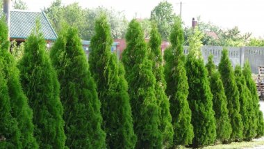 30 stolen thuja trees from garden of couple from Ialoveni