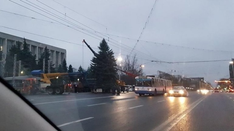 Chisinau's Christmas drama. How two fir trees replaced during a day