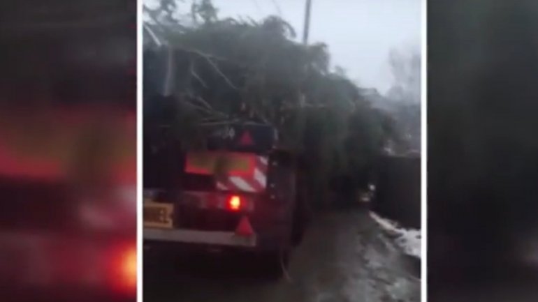 Capital's Christmas tree on its way to Great National Assembly Square