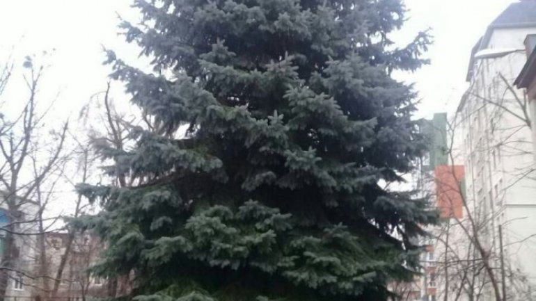 Image of new christmas tree replaced with old one transported from Ukraine 