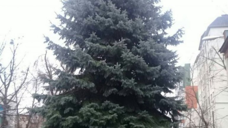 Image of new christmas tree replaced with old one transported from Ukraine 