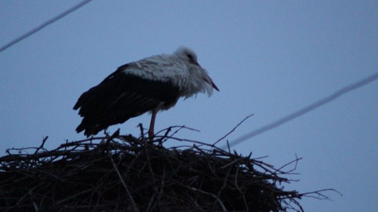 Unusual sight for December. Heron decided to remain in Cimişlia for winter