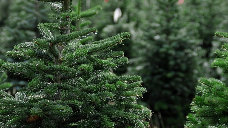 People rushing to purchase fir trees, as Christmas draws near