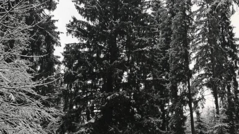 Holiday season setback. Christmas Tree has yet to arrive in Moldova