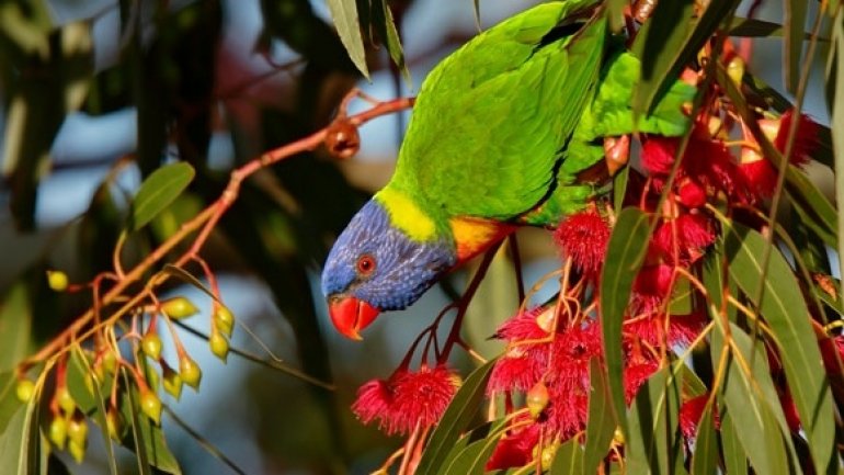 Drunk rainbow lorikeets are having a blast in Australia. Botanic Garden's visitors disturbed by loud noises