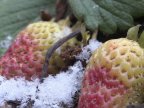 Odd phenomenon: Strawberries start ripening in garden of Grătieşti village