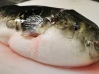 Emergency warning in Japan: Supermarket from Gamagori accidentally sold venomous fishes