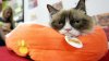 Grumpy cat won copyright lawsuit, bringing $750,000 in damages to its owners