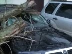 Capital local shocked as his car seriously damaged by falling tree 