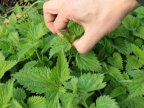 Nettle growing on field from Moldova, despite it being winter