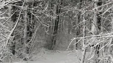 Chisinau-Leuseni road looks like in fairy tale