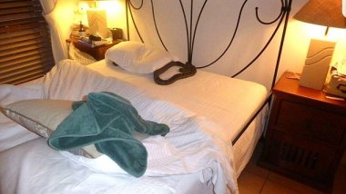 Woman from Queensland got up with python in her bed
