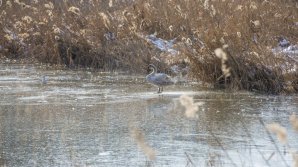 Rare beauty in Valea Morilor Park. Little swan caught glances of dozens passers-by 