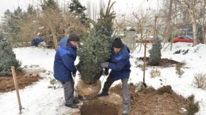 Silvia Radu participated at planting firs in Dendrarium park