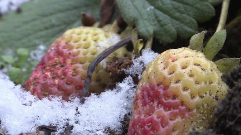 Odd phenomenon: Strawberries start ripening in garden of Grătieşti village