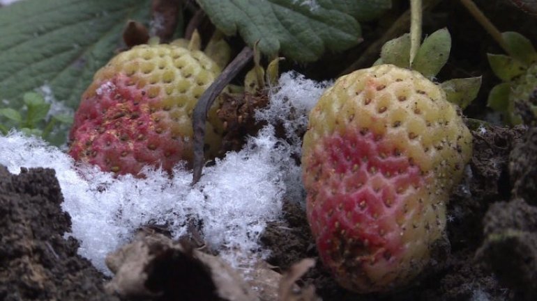 Odd phenomenon: Strawberries start ripening in garden of Grătieşti village