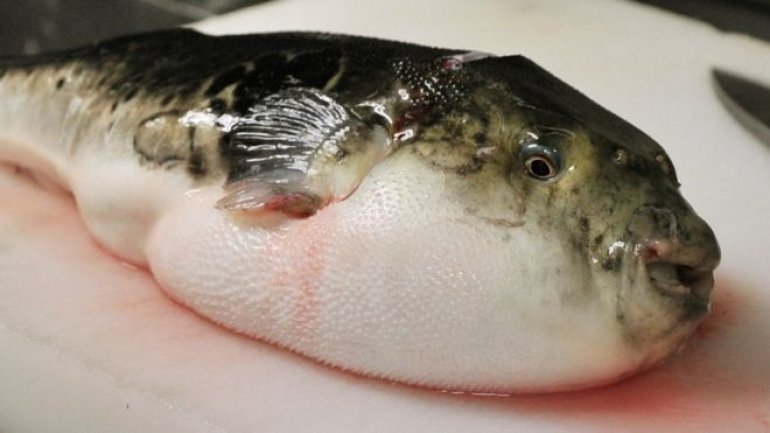 Emergency warning in Japan: Supermarket from Gamagori accidentally sold venomous fishes