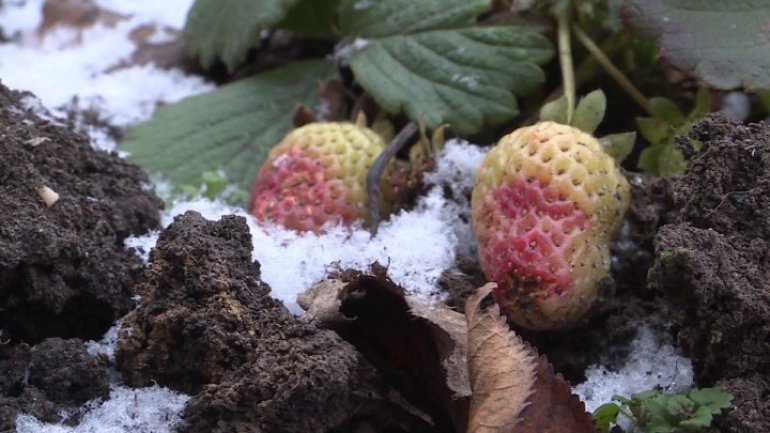 Odd phenomenon: Strawberries start ripening in garden of Grătieşti village