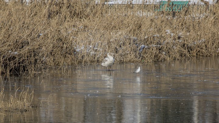 Rare beauty in Valea Morilor Park. Little swan caught glances of dozens passers-by 