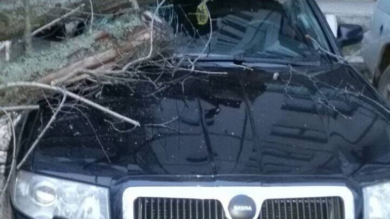 Capital local shocked as his car seriously damaged by falling tree 