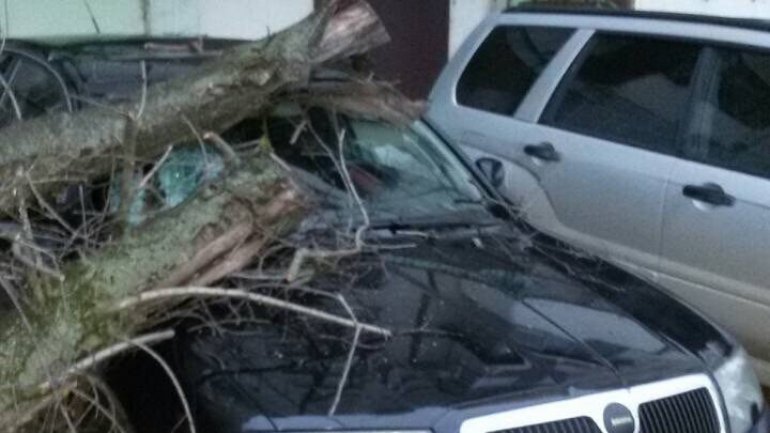 Capital local shocked as his car seriously damaged by falling tree 